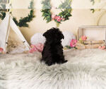 Small Photo #13 YorkiePoo Puppy For Sale in WARSAW, IN, USA
