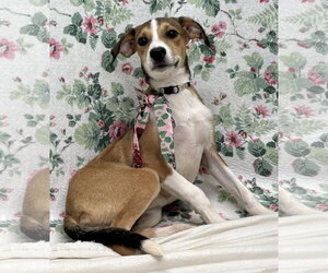 Mutt Dogs for adoption in Wetumpka, AL, USA