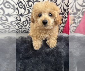 Pom-A-Poo Puppy for Sale in MARTINSVILLE, Indiana USA