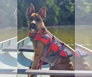 Scooby - Male American Pit Bull Terrier-German Shepherd Dog Mix Dog for Adoption - Photo #13