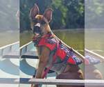 Small #12 American Pit Bull Terrier-German Shepherd Dog Mix