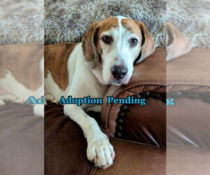 Beagle-Unknown Mix Dogs for adoption in Dunnellon, FL, USA