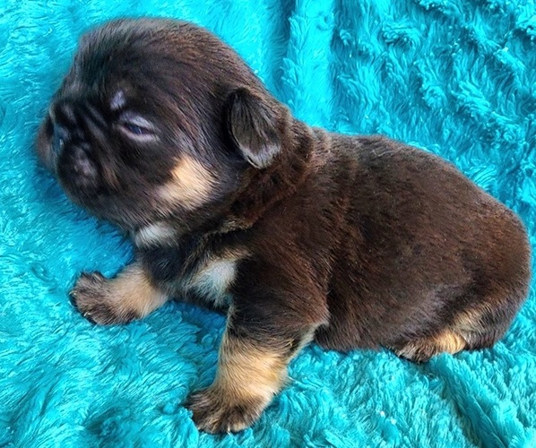 Medium Photo #11 French Bulldog Puppy For Sale in LAS VEGAS, NV, USA
