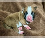 Small Photo #28 Boxer Puppy For Sale in PONTOTOC, MS, USA