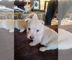 Small Photo #9 Scottish Terrier Puppy For Sale in WHITEWOOD, SD, USA