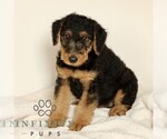 Small #1 Airedale Terrier