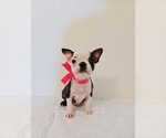 Small Photo #8 Boston Terrier Puppy For Sale in SAN ANTONIO, TX, USA