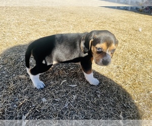 Beagle Puppy for sale in VERNAL, UT, USA