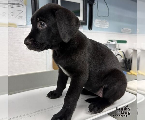 Medium Photo #3 Labrador Retriever-Unknown Mix Puppy For Sale in Washington, DC, USA
