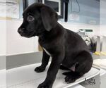 Small #2 Labrador Retriever Mix