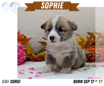 Puppy Sophie Pembroke Welsh Corgi