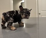 Small #5 French Bulldog
