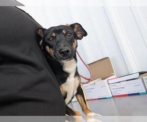 Chiweenie Dogs for adoption in Bakersfield, CA, USA