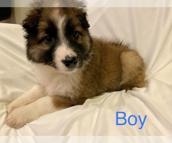 Medium Photo #1 Border-Aussie Puppy For Sale in ARMADA, MI, USA