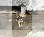 Small #3 German Shepherd Dog Mix