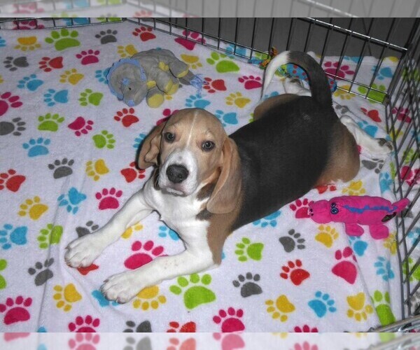 Medium Photo #10 Beagle Puppy For Sale in ORO VALLEY, AZ, USA