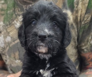 Bernedoodle Puppy for sale in WACO, TX, USA