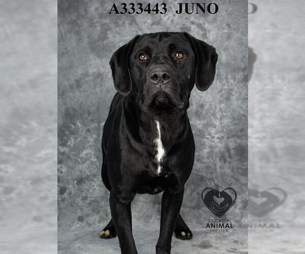 Medium Photo #2 American Pit Bull Terrier-Labrador Retriever Mix Puppy For Sale in Stockton, CA, USA