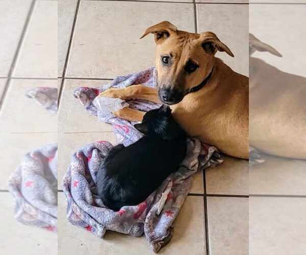 Medium Photo #6 Huskies -Labrador Retriever Mix Puppy For Sale in McDonough, GA, USA