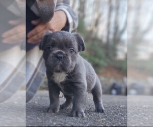 French Bulldog Puppy for sale in WAYNESVILLE, NC, USA