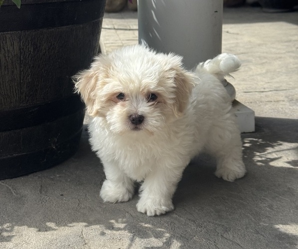 Medium Photo #3 Zuchon Puppy For Sale in CANOGA, NY, USA