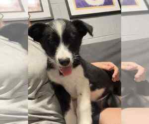 Border-Aussie Dogs for adoption in Mukwonago, WI, USA