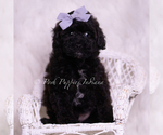 Small Photo #65 Poodle (Toy) Puppy For Sale in WARSAW, IN, USA