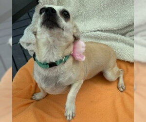 Kate #bestie-of-Kathy - Female Chihuahua-Unknown Mix Dog for Adoption - Photo #4
