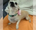 Small #3 Chihuahua Mix