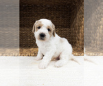 Puppy Biscuit Bernedoodle (Miniature)