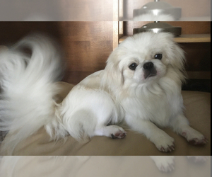 Mother of the Pekingese puppies born on 06/30/2022