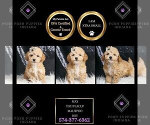 Maltipoo Puppy for sale in WARSAW, IN, USA