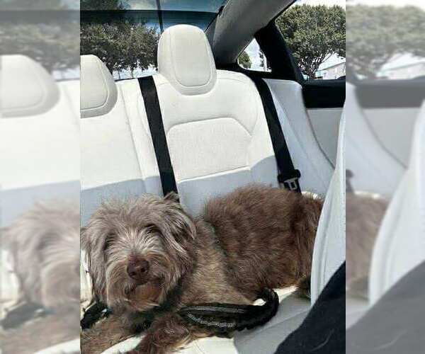 Medium Photo #2 Poodle (Standard)-Unknown Mix Puppy For Sale in Rosenberg, TX, USA