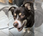 Small Photo #7 Australian Shepherd-Unknown Mix Puppy For Sale in Belleuve, NE, USA