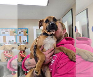 Mutt Dogs for adoption in Linton, IN, USA