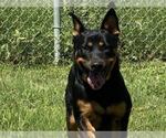 Small Rottweiler Mix