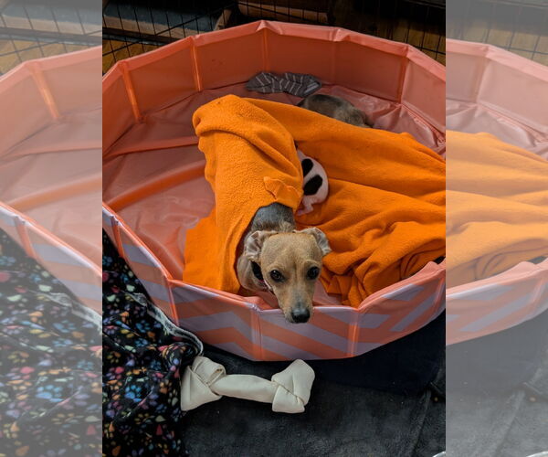 Medium Photo #5 Chihuahua-Unknown Mix Puppy For Sale in Brooklyn Center, MN, USA