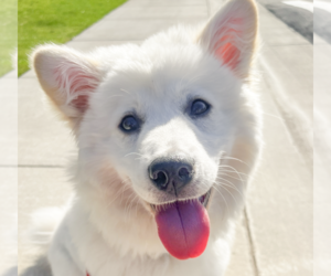 Samoyed-Unknown Mix Dogs for adoption in San Ramon, CA, USA