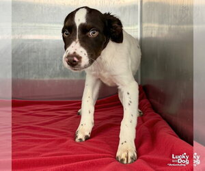 Star - Female Lab-Pointer Dog for Adoption - Photo #2