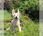 Small German Shepherd Dog