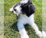 Small #3 Aussiedoodle Miniature 