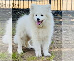 Small #1 American Eskimo Dog