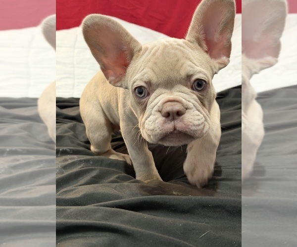 Medium Photo #20 French Bulldog Puppy For Sale in ARVERNE, NY, USA