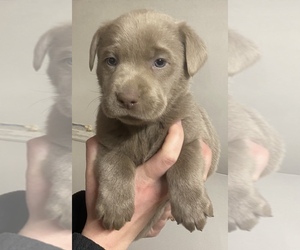 Labrador Retriever Puppy for sale in ESTHERVILLE, IA, USA