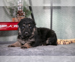 Small German Shepherd Dog