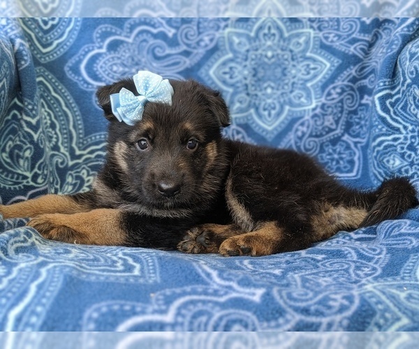 Medium Photo #5 German Shepherd Dog Puppy For Sale in QUARRYVILLE, PA, USA