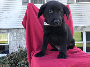 Collie-Labrador Retriever Mix Puppy for sale in PEACH BOTTOM, PA, USA