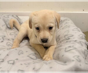 Sky - Female Labrador Retriever-Unknown Mix Dog for Adoption - Photo #4