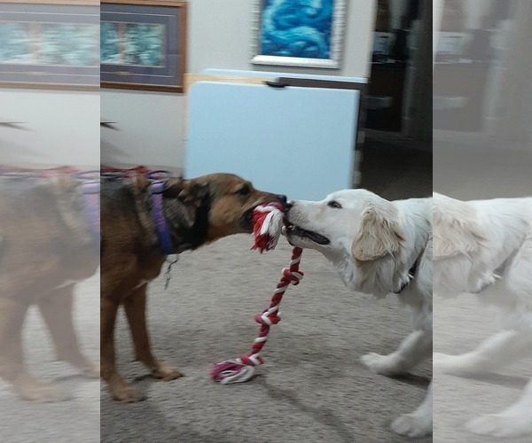 Medium Photo #4 Great Pyrenees Puppy For Sale in Bountiful, UT, USA