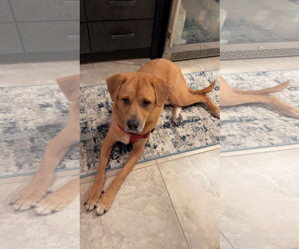 Medium Photo #5 Labrador Retriever-Unknown Mix Puppy For Sale in Oakhurst, NJ, USA